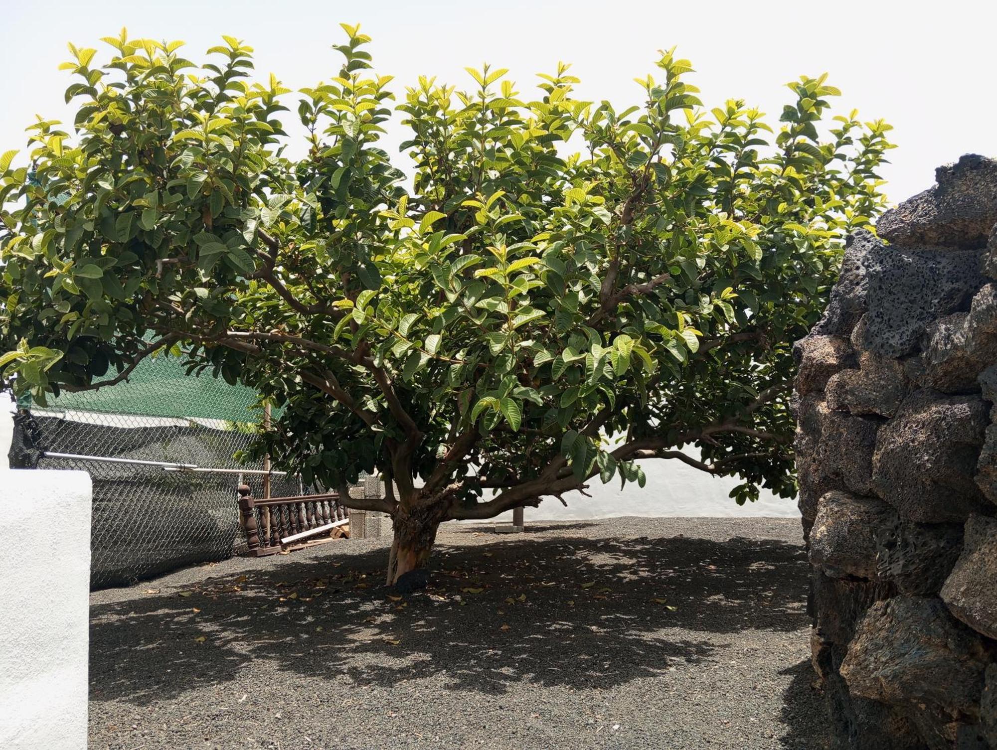 Casa Siempreviva Villa Teguise  Bagian luar foto